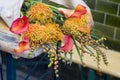 Pincushion Proteas orange, Leucospermum cordifolium, South Africa