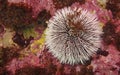 Pincushion Urchin on a colorful reef Royalty Free Stock Photo