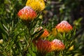 Pincusion (Leucospermum cordifolium) (0618)