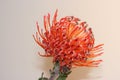 Pincusion Protea flower Royalty Free Stock Photo