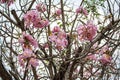 Pind tecoma, Pink trumpet tree Royalty Free Stock Photo