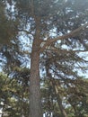 Pine