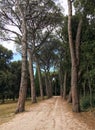 Pine alley in Golden Cape Forest Park Zlatni rt, Rovinj Rovigno - Istria, Croatia