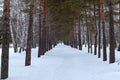 Pine alley in the winter park. Snow-covered city park in the afternoon Royalty Free Stock Photo