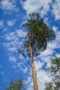 Pine alone of against sky Royalty Free Stock Photo