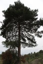 pine alone Royalty Free Stock Photo