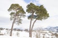 A pine is any conifer tree or shrub in the genus Pinus of the family Pinaceae. Royalty Free Stock Photo