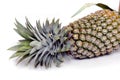 Pine apple Royalty Free Stock Photo