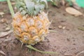 Pine apple pulear on a litle handmade Orchard