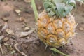 Pine apple pulear on a litle handmade Orchard
