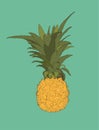 Pine apple ,tropical fruit sketch vector. Royalty Free Stock Photo