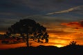 Pine of Araucaria at dawn trend of freosty day