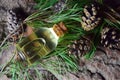 Pine aroma oil bio organic Royalty Free Stock Photo