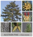 Pine, Austrian Pine, Black Pine, common, pine, pinus, nigra, conifer