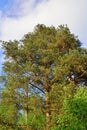 Pine on a background of blue sky Sunny day