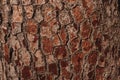 Pine bark background, close-up. Natural texture pine skin. Relief texture of tree trunk for publication, screensaver Royalty Free Stock Photo