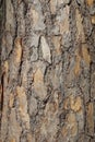 Pine bark background or texture Royalty Free Stock Photo