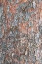 Pine bark close-up Royalty Free Stock Photo