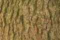 Pine bark closeup, dry pine needles in the bark, pine bark with green patina