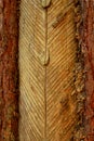 Pine bark with cut signs for collecting resin Royalty Free Stock Photo