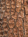 Pine bark detail Royalty Free Stock Photo