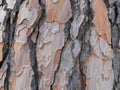 Pine bark detail background rich in color and texture Royalty Free Stock Photo