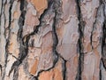 Pine bark detail background rich in color and texture Royalty Free Stock Photo