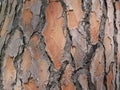 Pine bark detail background rich in color and texture Royalty Free Stock Photo