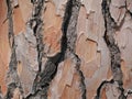 Pine bark detail background rich in color and texture Royalty Free Stock Photo