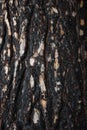 Pine bark after fire Royalty Free Stock Photo