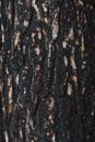 Pine bark after fire Royalty Free Stock Photo