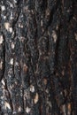 Pine bark after fire Royalty Free Stock Photo