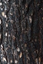 Pine bark after fire Royalty Free Stock Photo