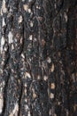 Pine bark after fire Royalty Free Stock Photo