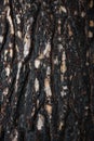 Pine bark after fire Royalty Free Stock Photo