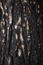 Pine bark after fire Royalty Free Stock Photo