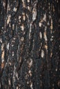 Pine bark after fire Royalty Free Stock Photo