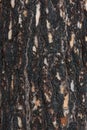 Pine bark after fire Royalty Free Stock Photo