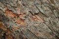 Pine Bark Infested by Beetles Royalty Free Stock Photo