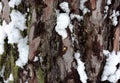 Pine bark with snow Royalty Free Stock Photo