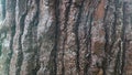 pine tree bark texture as background Royalty Free Stock Photo
