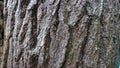 pine tree bark texture as background Royalty Free Stock Photo