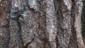 pine tree bark texture as background Royalty Free Stock Photo