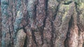 pine tree bark texture as background Royalty Free Stock Photo