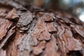 Pine bark texture background old ancient pine cedar maple spruce