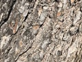 pine bark texture with brown tones 125mm Royalty Free Stock Photo