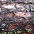Pine bark texture closeup. Old bark pattern Royalty Free Stock Photo