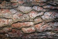 Pine bark texture. Old cedar tree pattern macro Royalty Free Stock Photo