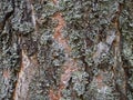 Pine Bark Texture Organic Floral Textured Surface