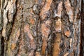 Pine bark texture Royalty Free Stock Photo